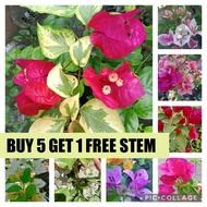 BUY 5 GET 1 FREE STEM BOUGAINVILLEA CUTTINGS (NOT YET ROOTED)