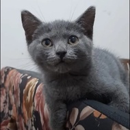 Kucing Kitten British Shorthair Betina