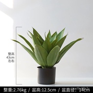 ☘️MHNorthern EuropeinsArtificial Green Plant Agave Bonsai Succulent Plant Landscape Phoenix Tail Orchid Living Room Show
