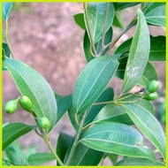 ❂ ◩ 1PCS Bay Leaf Seeds Laurel Plant Bayleaf Tree Seeds