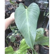 philodendron saggitifolium live aroid plant