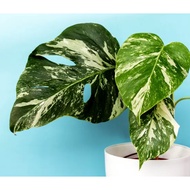 Biji Benih Monstera Deliciosa Albo Borsigiana Monstera Seed - 5 Seed