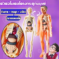Human Body Model 28cm.human Skeleton Building Blocks The Parts Are Removable. Educational Toys