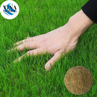 BERMUDA GRASS SEEDS (2000 seeds) - Green Grass Seeds for Planting Gardening