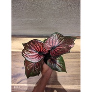 (T.A)Caladium red blood😍(variegated)only 1