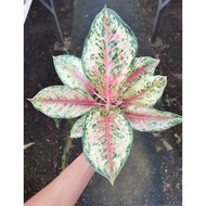 Aglaonema Dream