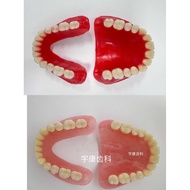 Whole Mouth Elderly Teeth Full Mouth Teeth Model Display Supplies Full Mouth Dentures Movable Teeth 