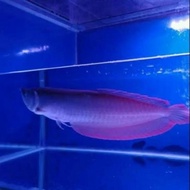 Miliki Ikan Arwana Silver Red Punggung Merah Super Size 30 / 35 Cm