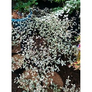 Variegated African Talisay Garden Landscape decor