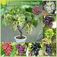 100% Legit Fresh Bonsai Grape Seeds for Planting &amp; Gardening (70 Seed, Mixed Variety) Fruit Seeds Bonsai Tree Seeds Dwarf Fruit Bearing Trees Balcony Potted Fruit Live Plants for Sale Real Plants Fruit Tree Seedlings Climbing Plants Easy To Grow Fruits