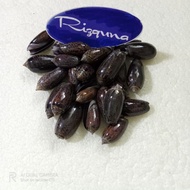 HITAM Black Buli Mussels