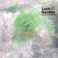 Asparagus Fern / Lace Fern 文竹 Live Plant Pokok Hiasan [Lush Garden]