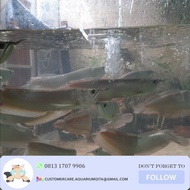 Ikan Hias Arwana Silver Brazil 25-30 cm