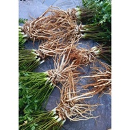 Northwestern ginseng / combo of 4 / 6 roots /2 kg