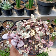 string of heart variegata