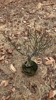 日本 楓樹 盆栽