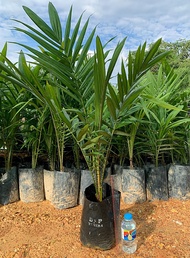 ส่งฟรี 1 ต้น มีใบรับรอง ต้นพันธุ์ปาล์มน้ำมัน โกลด์เด้นเทเนอรา GTปาล์มน้ำมันลูกผสม(DxP) Oil Palm สายพันธุ์เทเนอรา พืชน้ำมัน จัดส่งแบบห่อตุ้ม