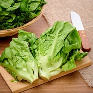 RedMart Baby Romaine Lettuce Salad