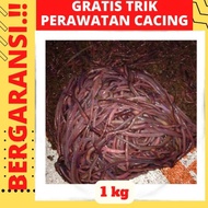 Cacing Tanah 1Kg #Gartisongkir