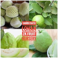 Anak Pokok Jambu Batu Lohan