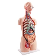 Human Anatomy Torso Model 85cm 18-Piece Set Universal Human Anatomy Science Model Universal Torso Mo