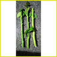 ♚ ◧ ✈ tuba tuba plant cuttings 3 pcs