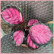 ☸ ◇ Thai Calathea Crimson Collectors Item