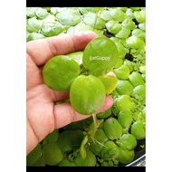 Amazon Frogbit Betta Guppy Shrimp Aquarium Aquatic Water Plant Aquascape