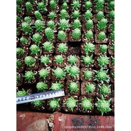 Landscape Cactus Potted Plant Thai Chrysanthemum Cactus Cactus Plant Plant Succulent Plant Lotus San