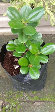 Ficus nana  / dwarf carpa / money tree lucky . live plant. and stable.  for landscaping ang indoor and outdoors
