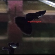 Guppy Full Black Moscow GRADE A