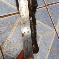 indukan lobster air tawar uk jumbo 5inc up s,d 6in berkualitas super