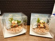 (日本直送）Snoopy (由布院限定) 苔盆栽擺設 Moss Terrarium （共2款）