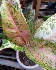 AGLAONEMA DONIA CARMEN AND BIG ROI PLANT INDOOR OUTDOOR PLANT LIVE PLANT REAL PLANT – ROOTED