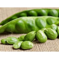 POKOK PETAI HYBRID...