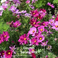 [Free Delivery]Pink Sonata Cosmos Flower Seeds - 50 Seed *Pot Friendly* Tanam Pasu Bunga Besar Cosmo