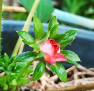 5 bibit strawberry Merlan bunga pink
