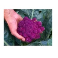 Sicily purple Cauliflower seed(Brassica oleracea var. botrytis ‘Violet Queen’)
