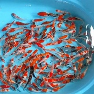 bibit ikan koi blitar 30 ekor