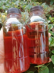 madu ruqyah iyan guru bonus kulit kijang