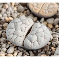 Lithops Gracilidelineata grey C189A/C374A/C373A/C261A 优选荒玉拿铁latte succulent plant