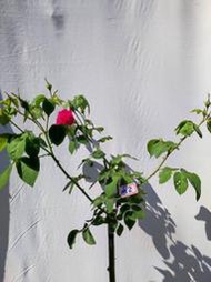 紫燕飛舞 樹玫瑰 樹玫瑰  砧木 高度 60cm 砧木 粗1.2cm-1.5cm喔