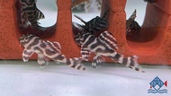 Pleco L236A /Live Fish /Pleco /Freshwater皇后虎斑异型/活鱼/异型鱼(Sin Quan Aquaculture Enterprise)