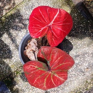 Caladium / Keladi Tembikai Super Red (Size L) Grade A.