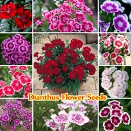 [Fast Germination] 200 Seeds Rare Colorful Dianthus Flower Seeds for Planting Flowers Mixed 11 Colors Blossom Plants Seeds Air Purifying Real Plant Orchid Live Plants for Sale Balcony Garden Potted Bonsai Ornamental Plants Flower Seeds Easy To Grow