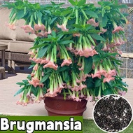 [พร้อมส่ง] ผสมสี Datura Brugmansia เมล็ดพันธุ์ดอกไม้ สำหรับปลูก (100 เมล็ด) ไม้ดอกไม้ประดับ บอนไซ เมล็ดพันธุ์ดอกไม้ ดอกไม้สวยงาม ต้นไม้มงคล บอนไซหายาก ต้นไม้ฟอกอากาศ ไม้ประดับ ดอกไม้ เมล็ดพันธุ์ดอกไม้ เหมาะสำหรับปลูกกระถางสวน ปลูกกระถาง