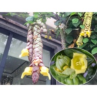 Cây Huyền Trân Công Chúa - Gmelina philippinensis Cham - Trang Flowers