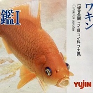 🈲 絕版珍藏 🈲 Yujin 原色観賞魚図鑑Ⅰ原色觀賞魚圖鑑 (Wakin 和金 水槽) 金魚 2006年