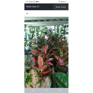 5 pcs Red kocin batik Rumpun 5, Teen Age