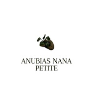 Anubias Nana Petite on rock (SG READY STOCK)
